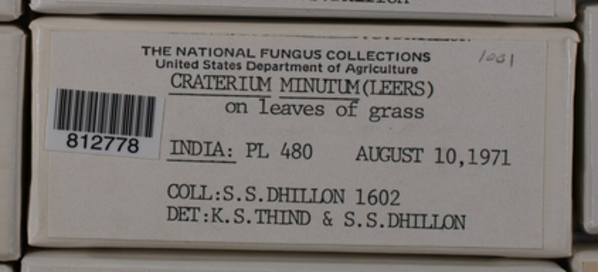 Craterium minutum image